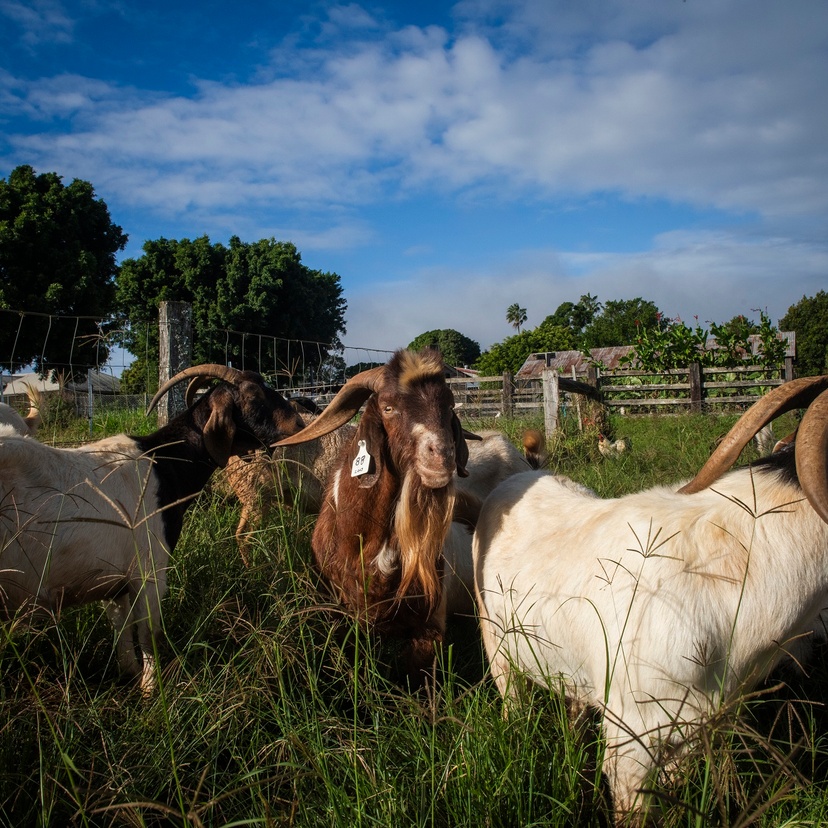 A field with a group of goats