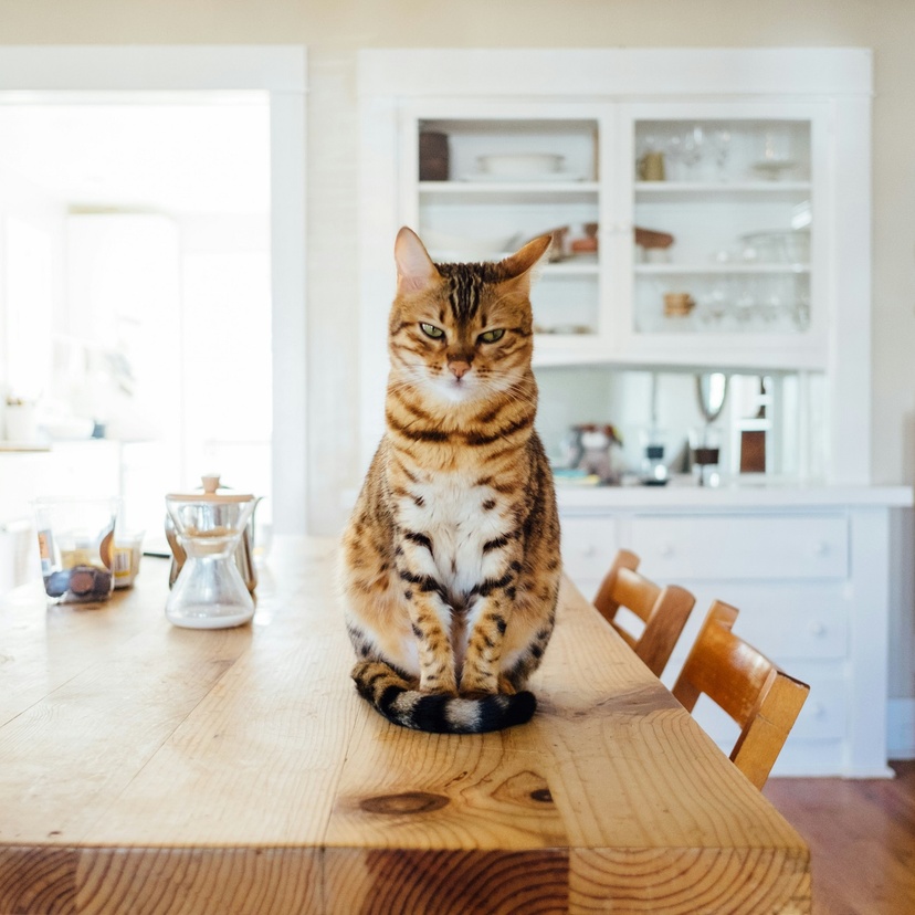 A cat sitting on a kitchen table