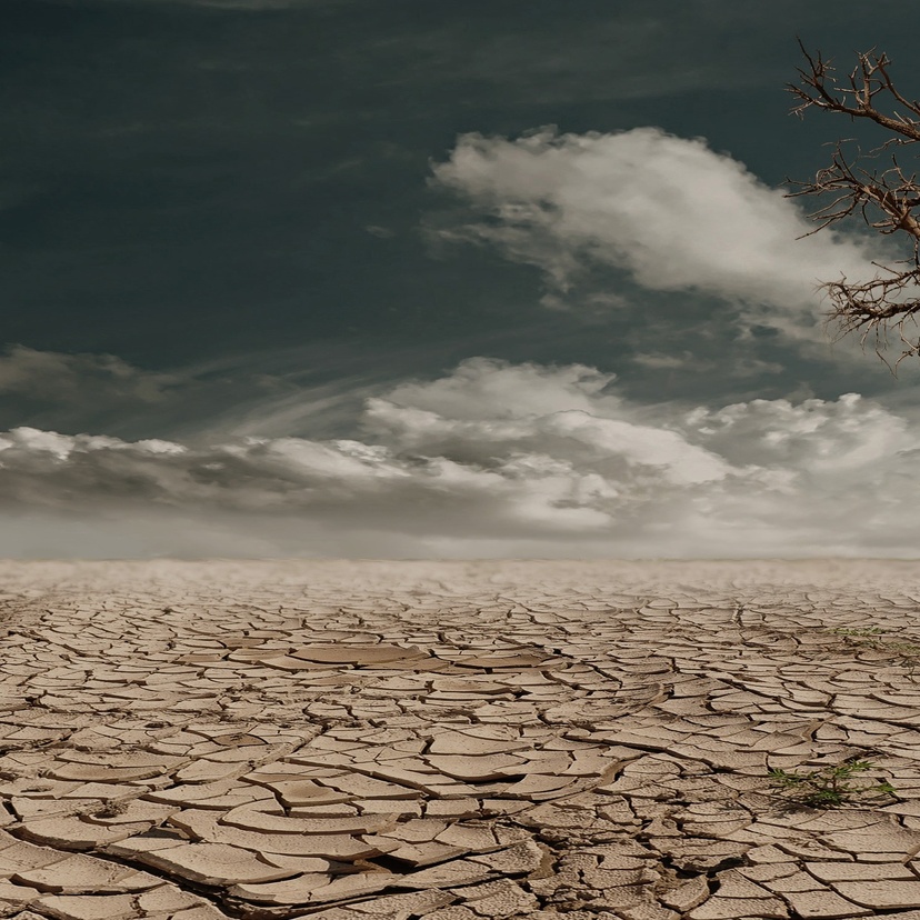 Parched landscape with dead tree and cloudy sky