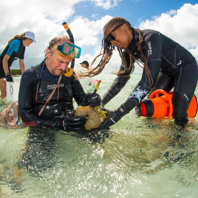 Collecting corals ready for spawning