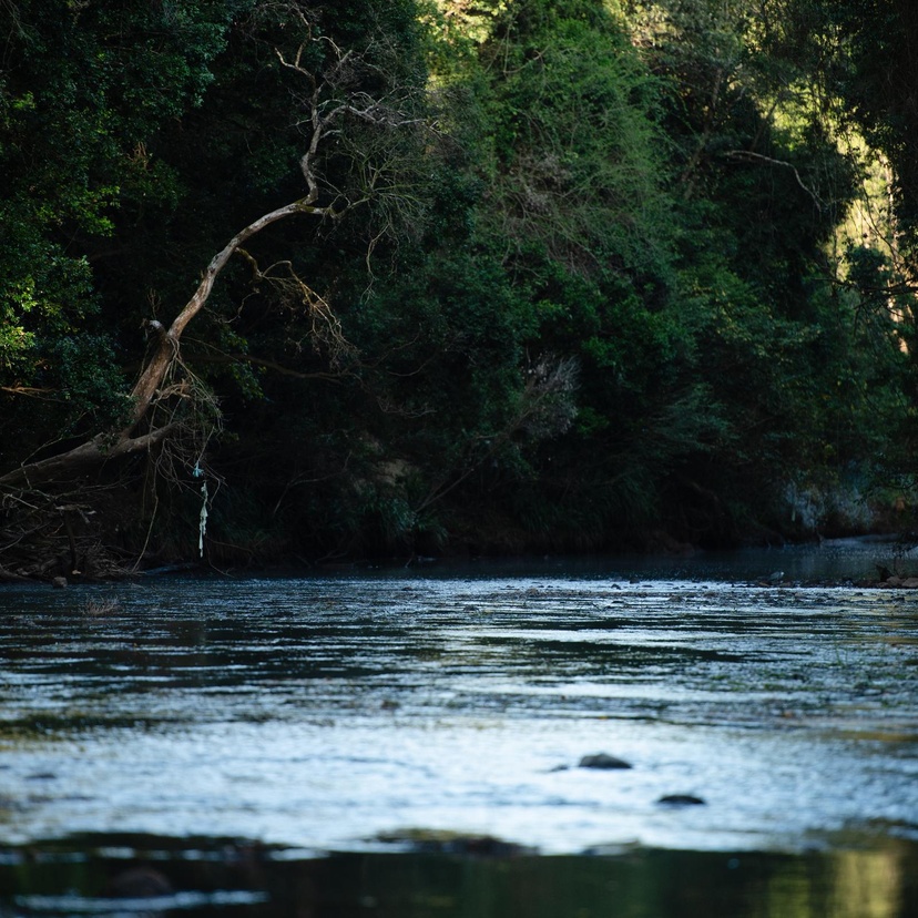 Image of river with greenery
