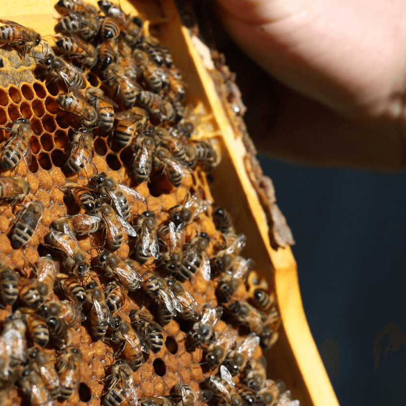 Bees on honeycomb