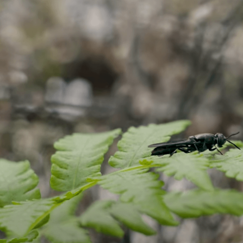 A fly on a plant leaf