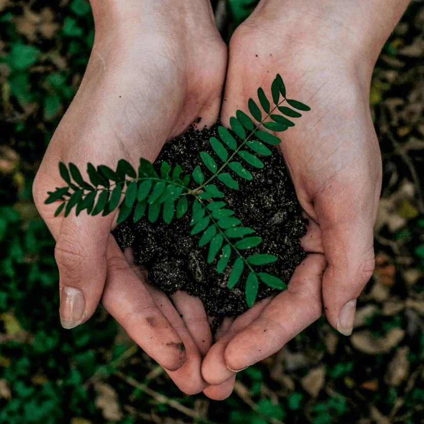 Two hands holding a plant and some soil