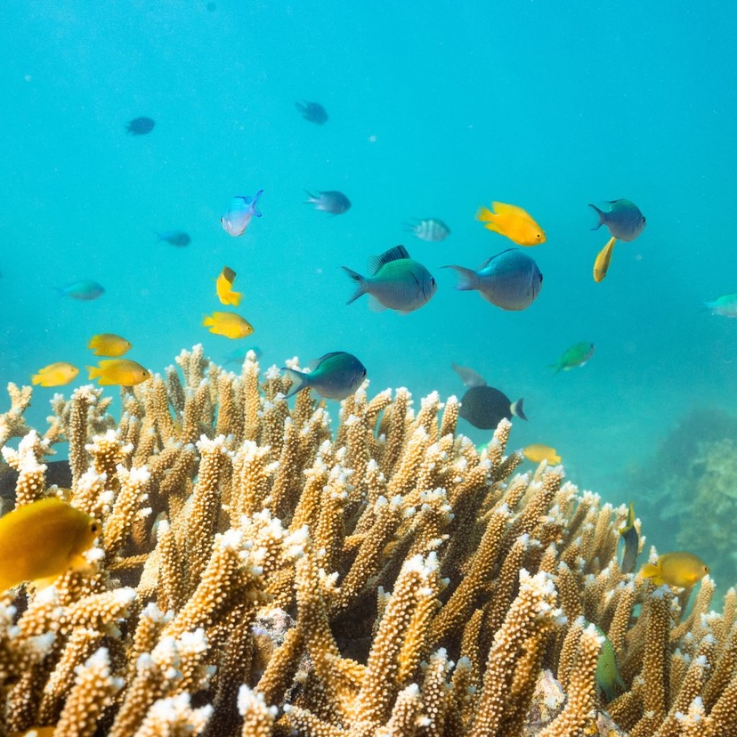 Underwater marine life fish yellow coral