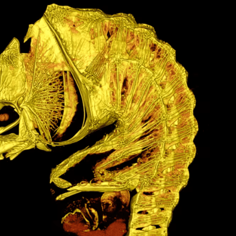 A CT scan of _Australyichthys aegis. Graham Short, CC BY-NC