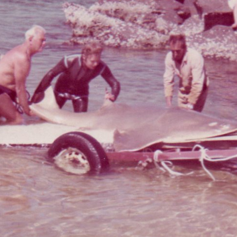 People loading fish onto trailer