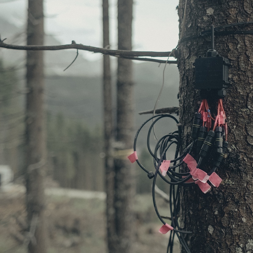A tree trunk in a forest with wires and devices attached