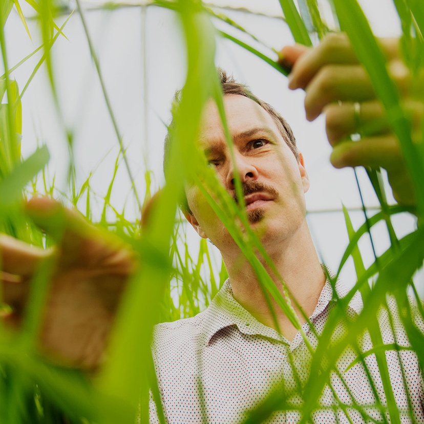 man inspecting sugar cane