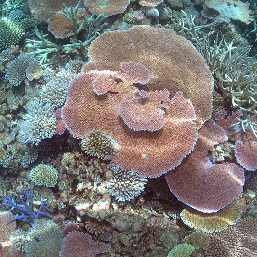 A coral reef with a variety of coral species