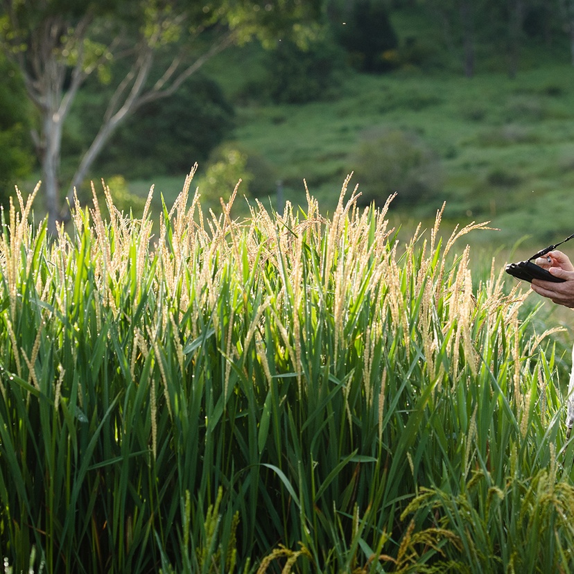 Man in a field with a rice crop