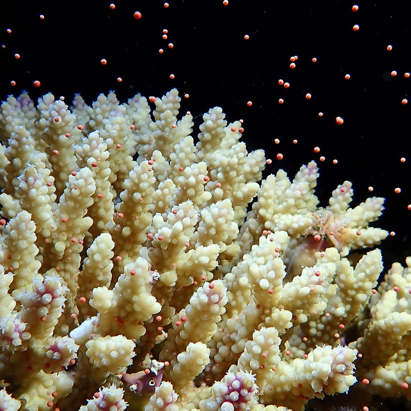 A coral spawning, that is releasing egg and sperm bundles