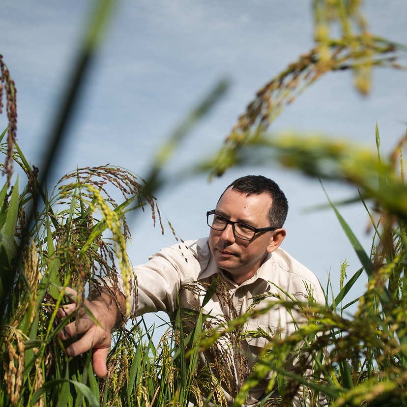 Szabolcs Lehoczki-Krsjak in experimental rice crop