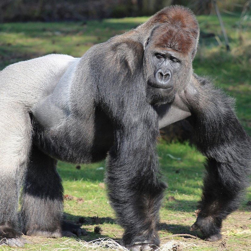 Gorilla walking on green grass