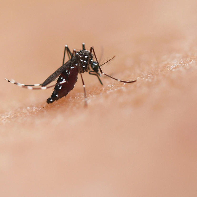 Mosquito bite on human skin