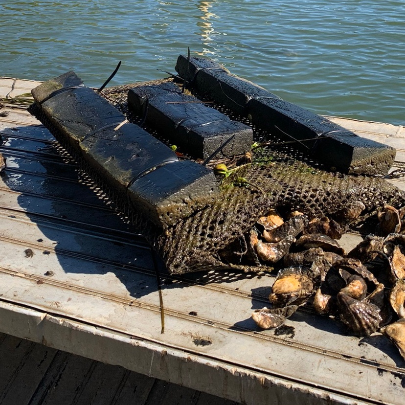 Sydney rock Oysters from aquaculture in Richmond River, NSW. credit Kirsten Benkendorff