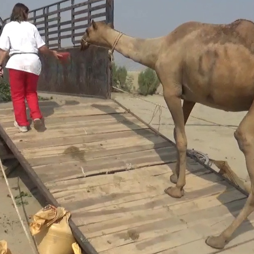 A camel walking on a ramp into a truck following a person