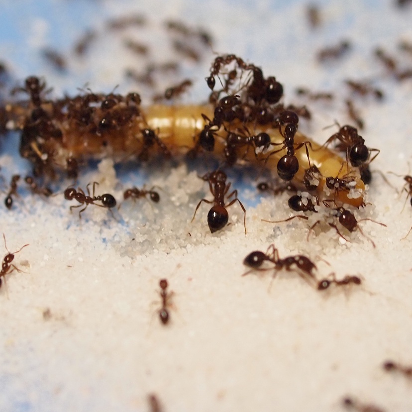 Ants attacking an insect
