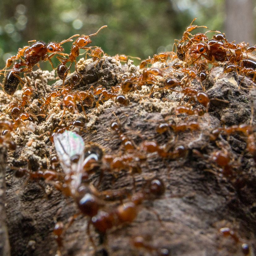 Red coloured ants climbing on a mound of soil