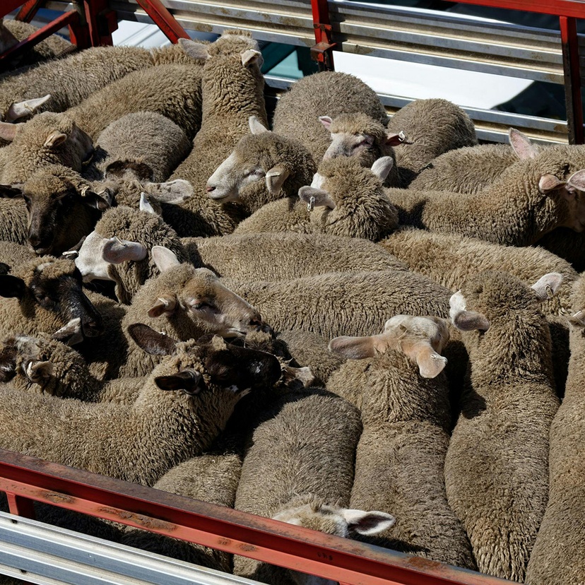 Aerial view of sheep tightly packed in a truck
