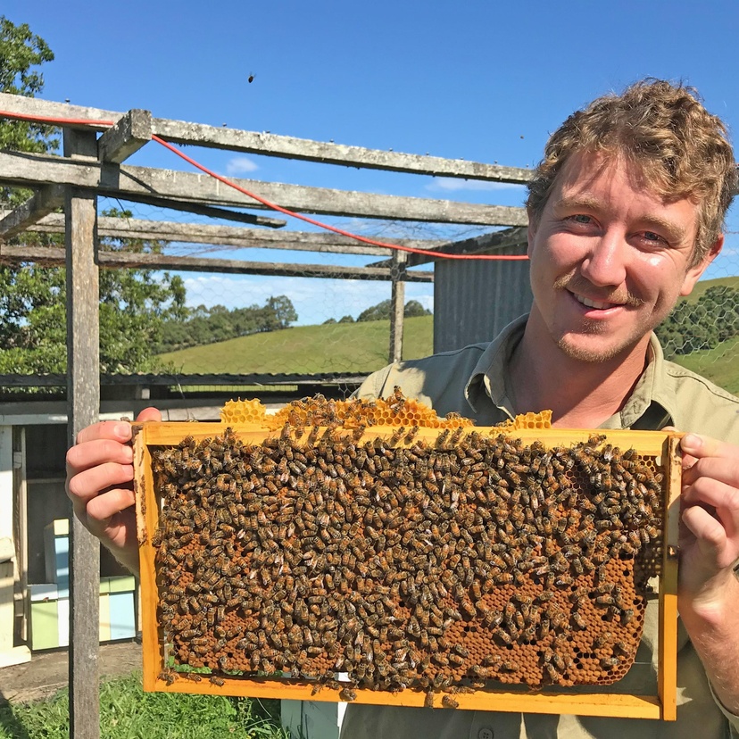 man holds a frame of honey bees