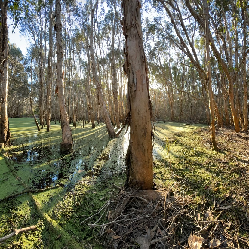 Melaleuca tree in wetland