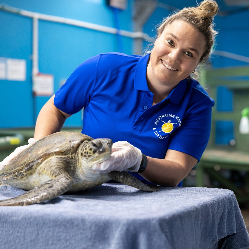 A woman wearing a royal blue polo shirt holding a turtle on a table