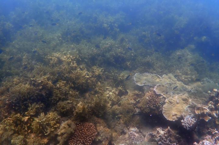 Underwater coral