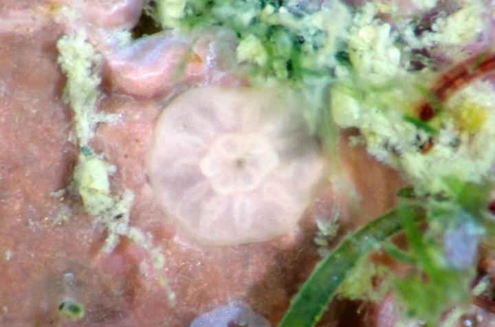 News and events Microscopic circular shaped white coral