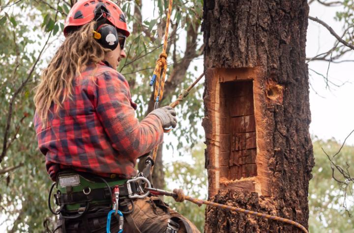 Tree climber cutting a rectangle-like box in side of tree
