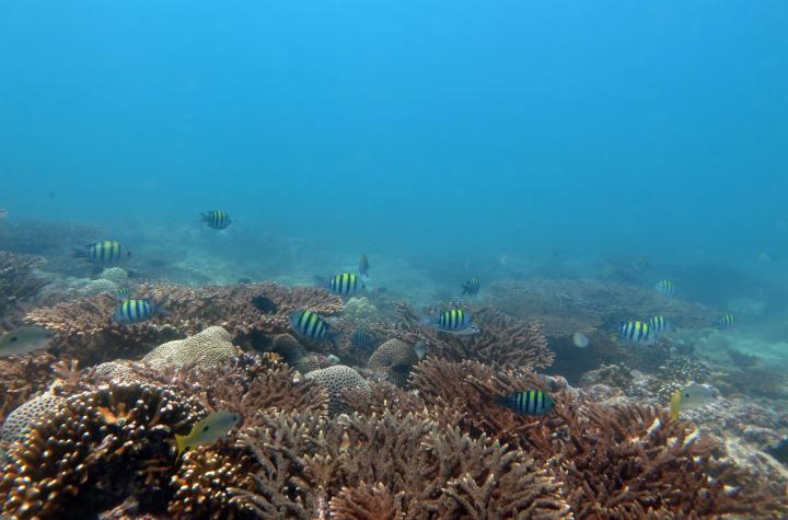 A coral community with fish