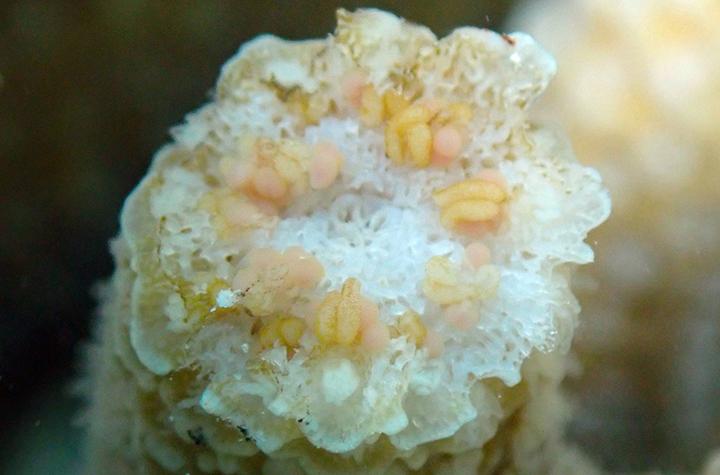 Events and News Acropora spathulata branching coral with mature pink eggs and sperm packets
