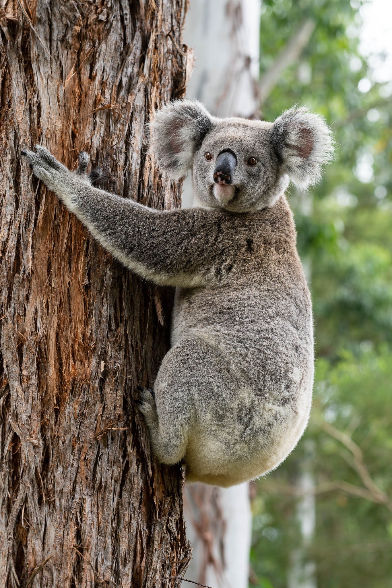 Koala in a tree