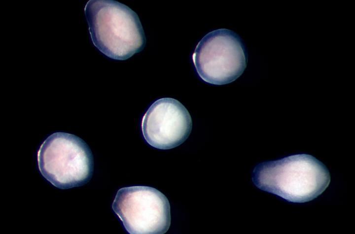 Close-up of coral larvae