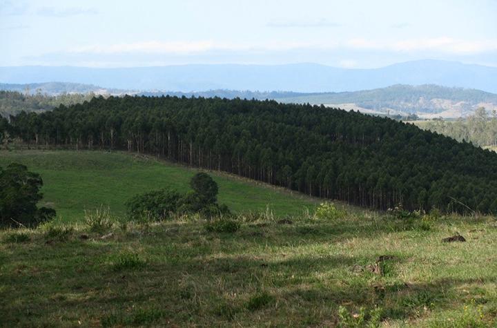 Events and News A tree plantation alongside a clear paddock