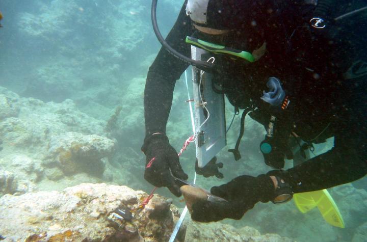 Scuba diver using a ruler to measure size of sea snail