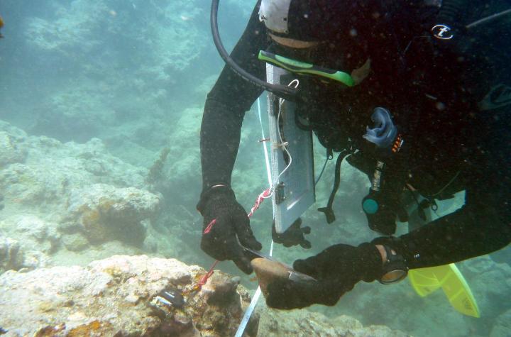 Events and news Scuba diver using a ruler to measure size of sea snail