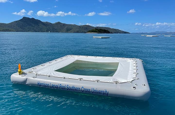Events and News Coral larval rearing pool at Whitsundays 2022