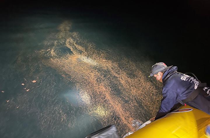 Events and News Collecting coral spawn floating on the ocean's surface at night