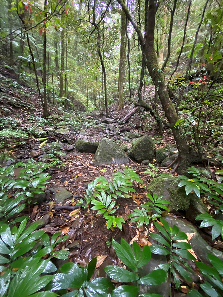 A forested area in the mountains