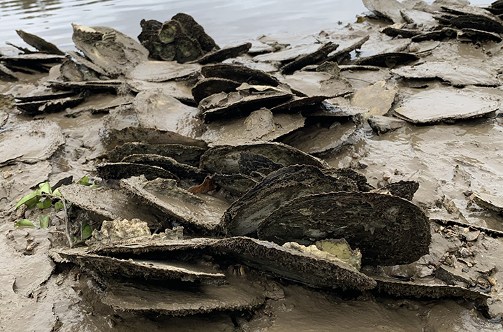 Leaf oysters in a muddy sand