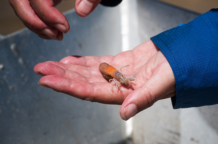 A small yabby in a person's hand