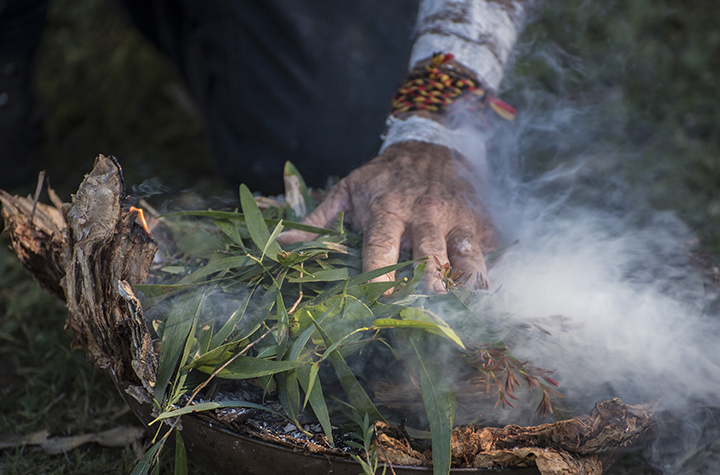 Aboriginal elder hand places eucalyptus leaves on fire