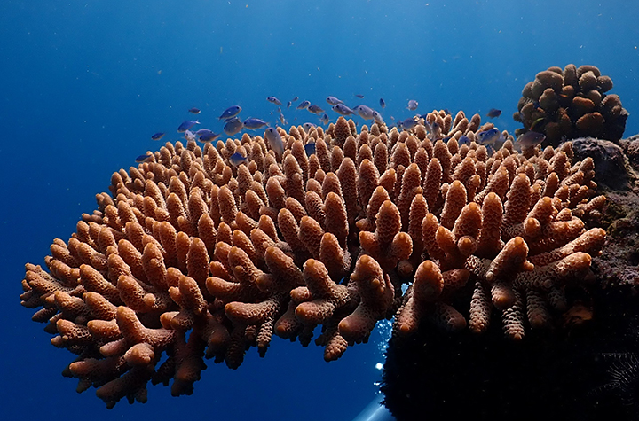 A branching coral with small fish swimming around it