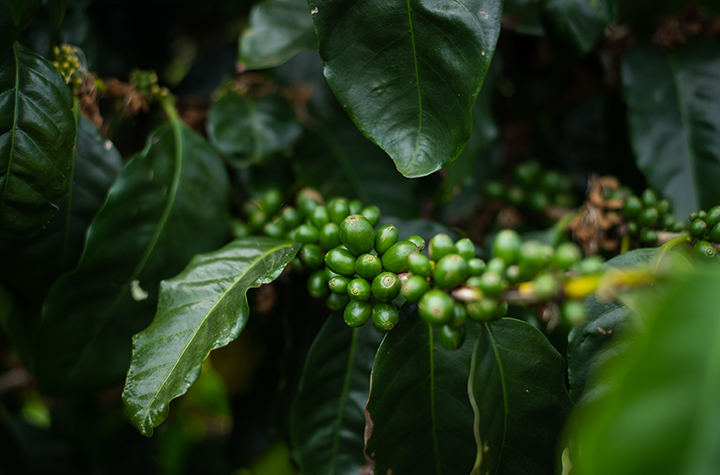 Coffee plant trial_17122022_DSC_9622 low res.jpg A plant with small green fruit