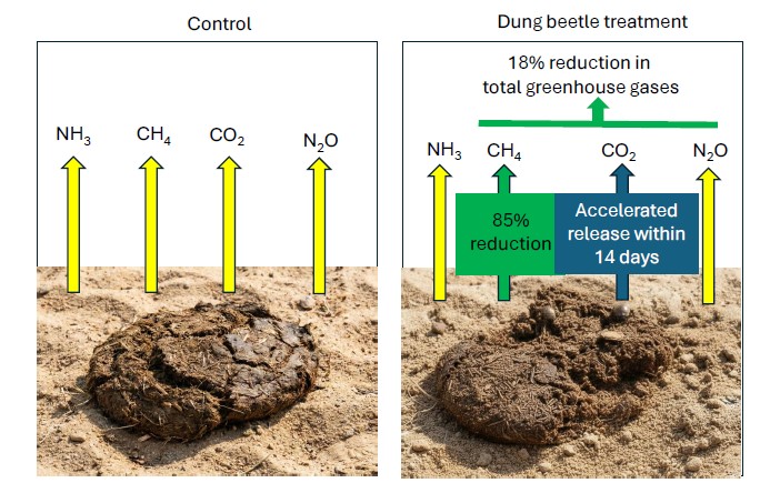 Dung beetle experiment Graphical abstract Dung beetle experiment Graphical abstract