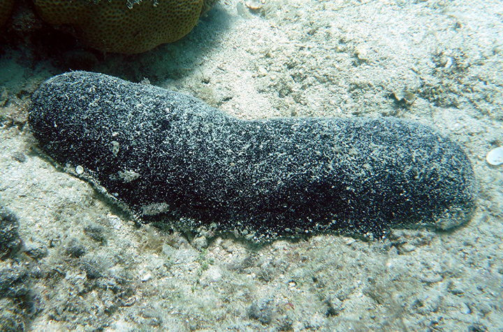 Holothuria whitmaei aka black teatfish off Lizard Island credit S Purcell A black sea cucumber on the ocean floor