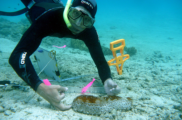 Steve Purcell measuring a Bohadschia argus aka leopardfish credit S Purcell A scuba diver holding a tape measure against a sea cucumber on the ocean floor