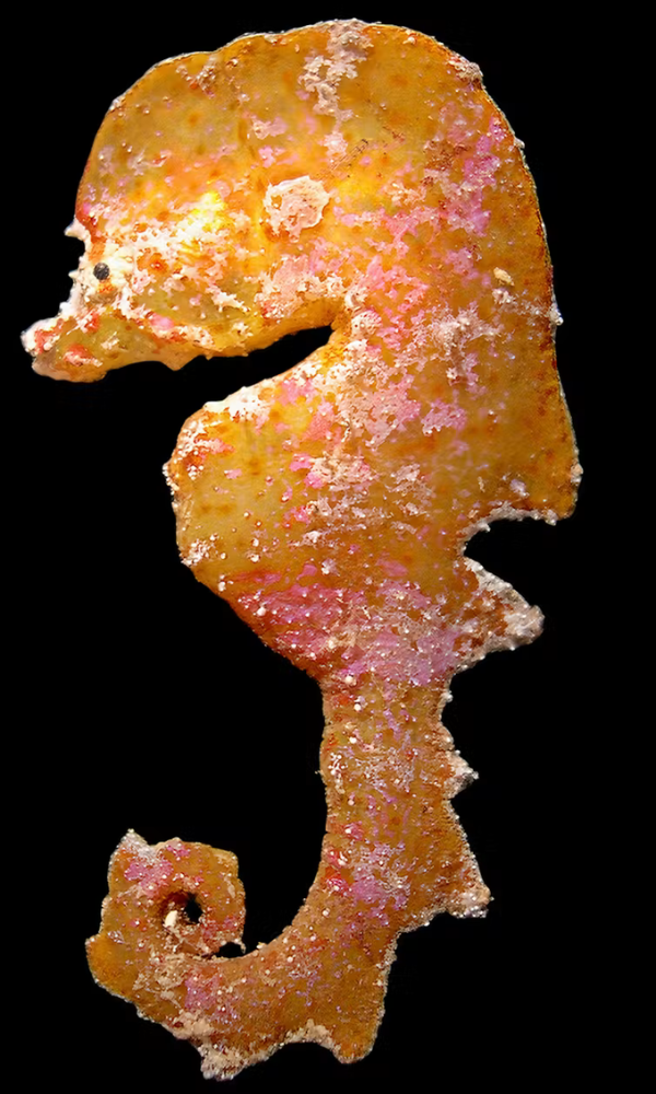 A museum specimen of Australyichthys aegis