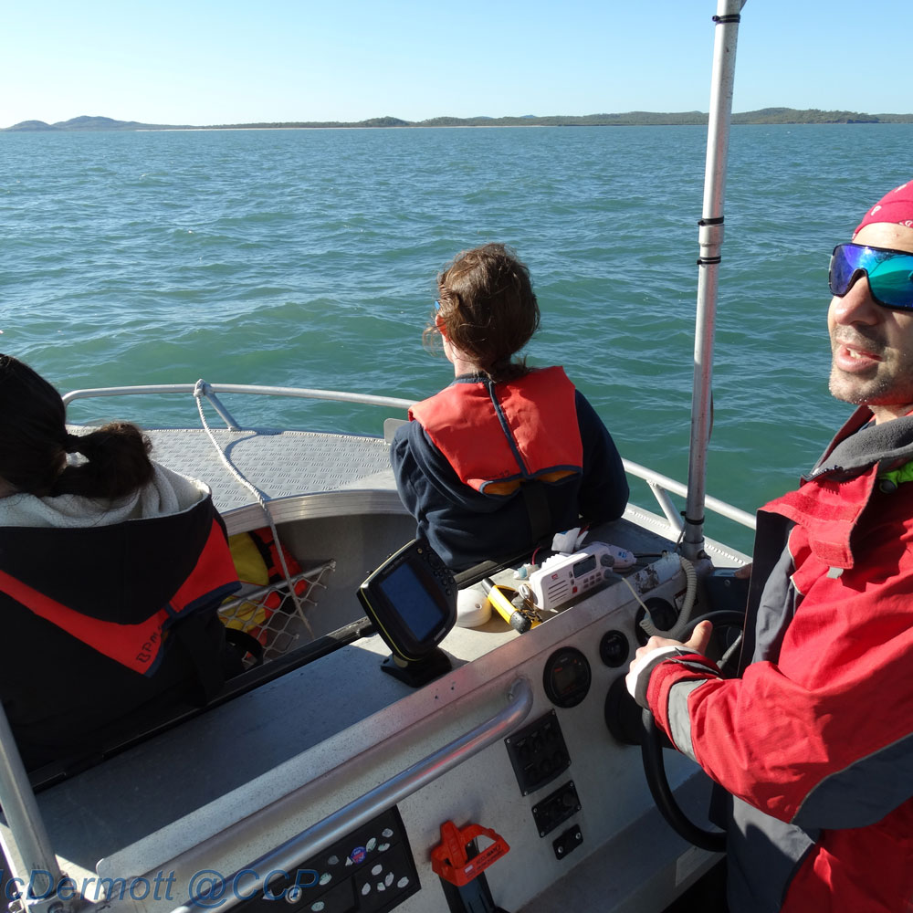 Dolphin research Dolphin research